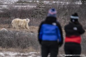 Walking with polar bears in Churchill on on the Canadian Tundra.