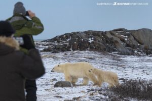 Walking with Polar Bears in Churchill.