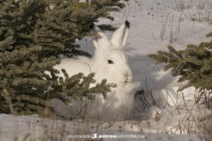 Arctic Hare on the tundra near Churchill, Canada.