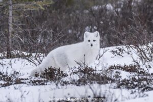 Arctic fox near Churchill, Canada.