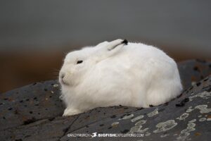 Arctic hare on the tundra near Churchill, Canada.