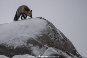 Cross fox on the Canadian tundra near Churchill.