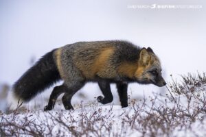 Cross fox on the Canadian tundra near Churchill.