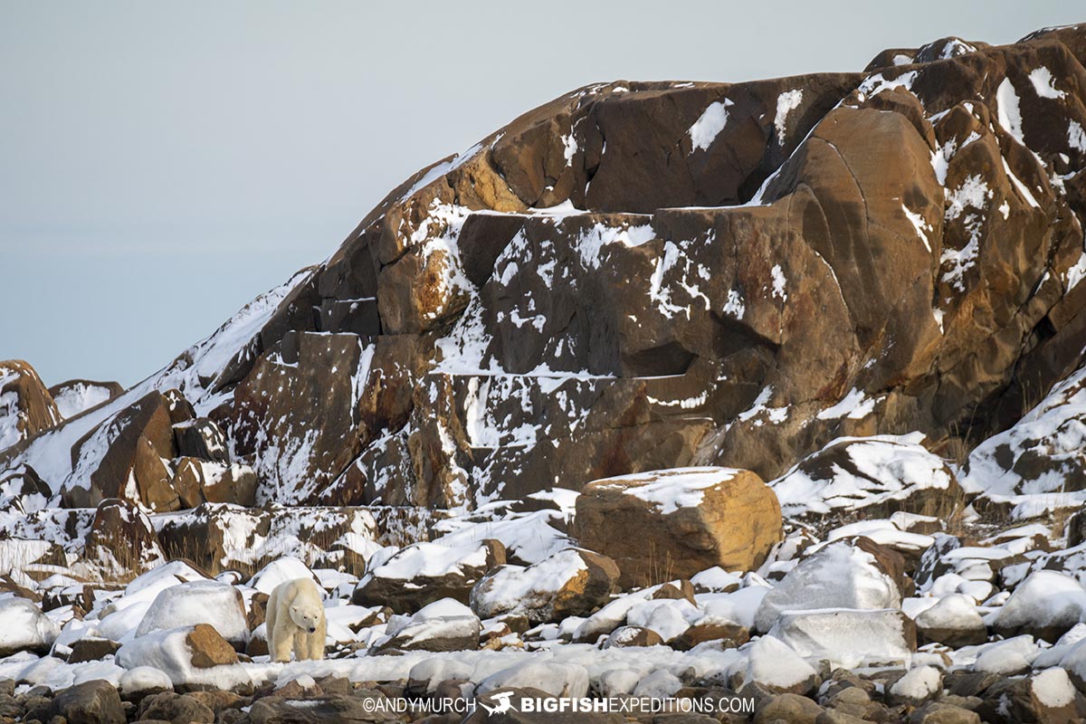 Polar Bear photography tour in Churchill, Canada.