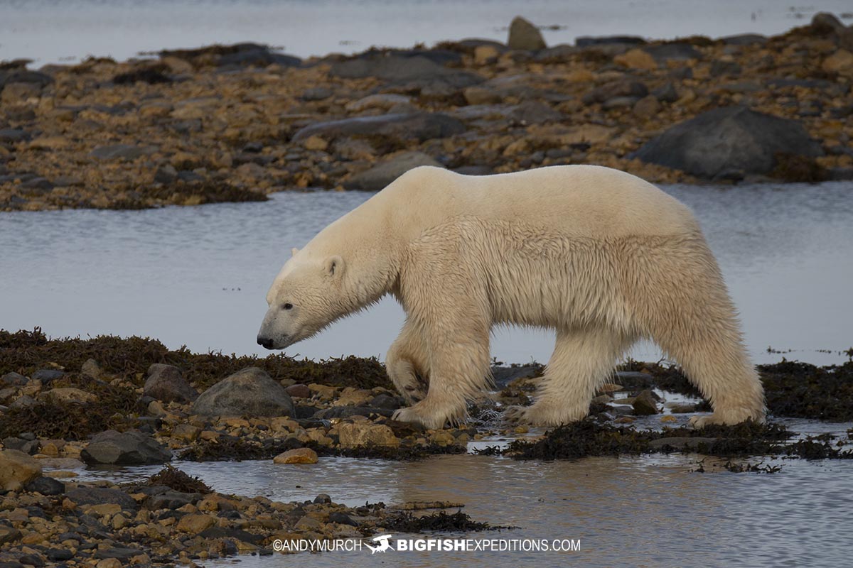 Polar Bear photography tour in Churchill, Canada.