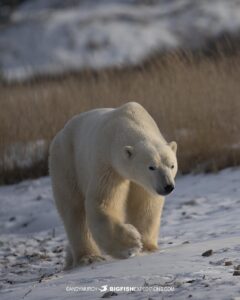 Polar Bear photography tour in Churchill, Canada.