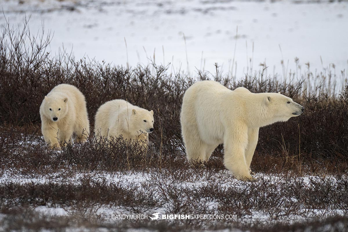 Polar Bear photography tour in Churchill, Canada.