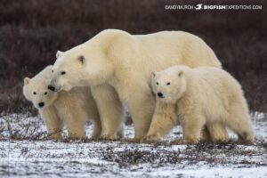 Polar Bear photography tour in Churchill, Canada.