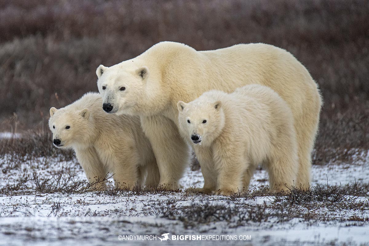 Polar Bear photography tour in Churchill, Canada.