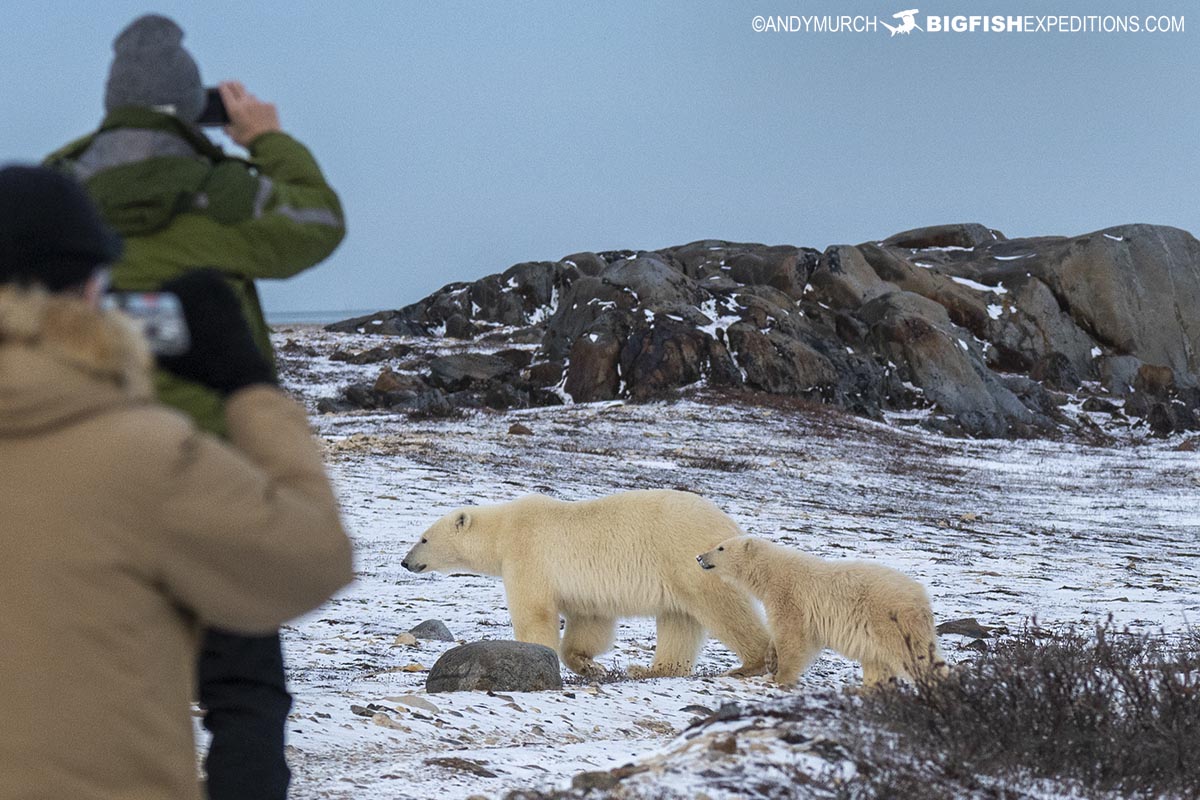 Polar Bear photography tour in Churchill, Canada.