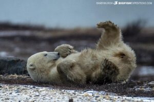 Polar Bear rolling on the tundra.