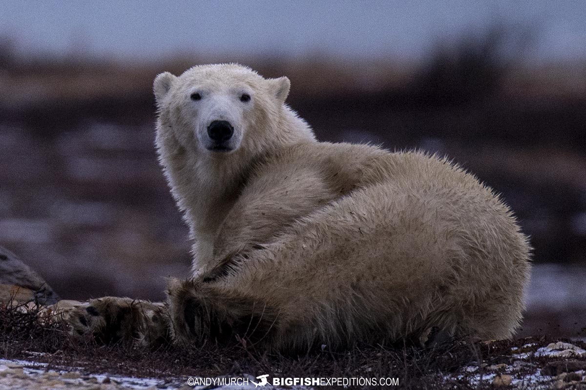 Polar Bear rolling on the tundra.