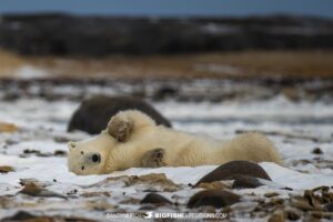 Polar Bear rolling on the tundra.