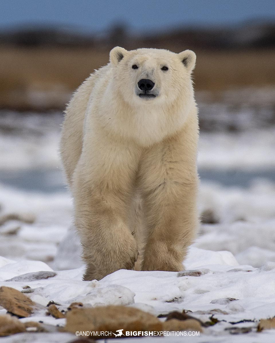 Polar Bear Photography Tour in Churchill.