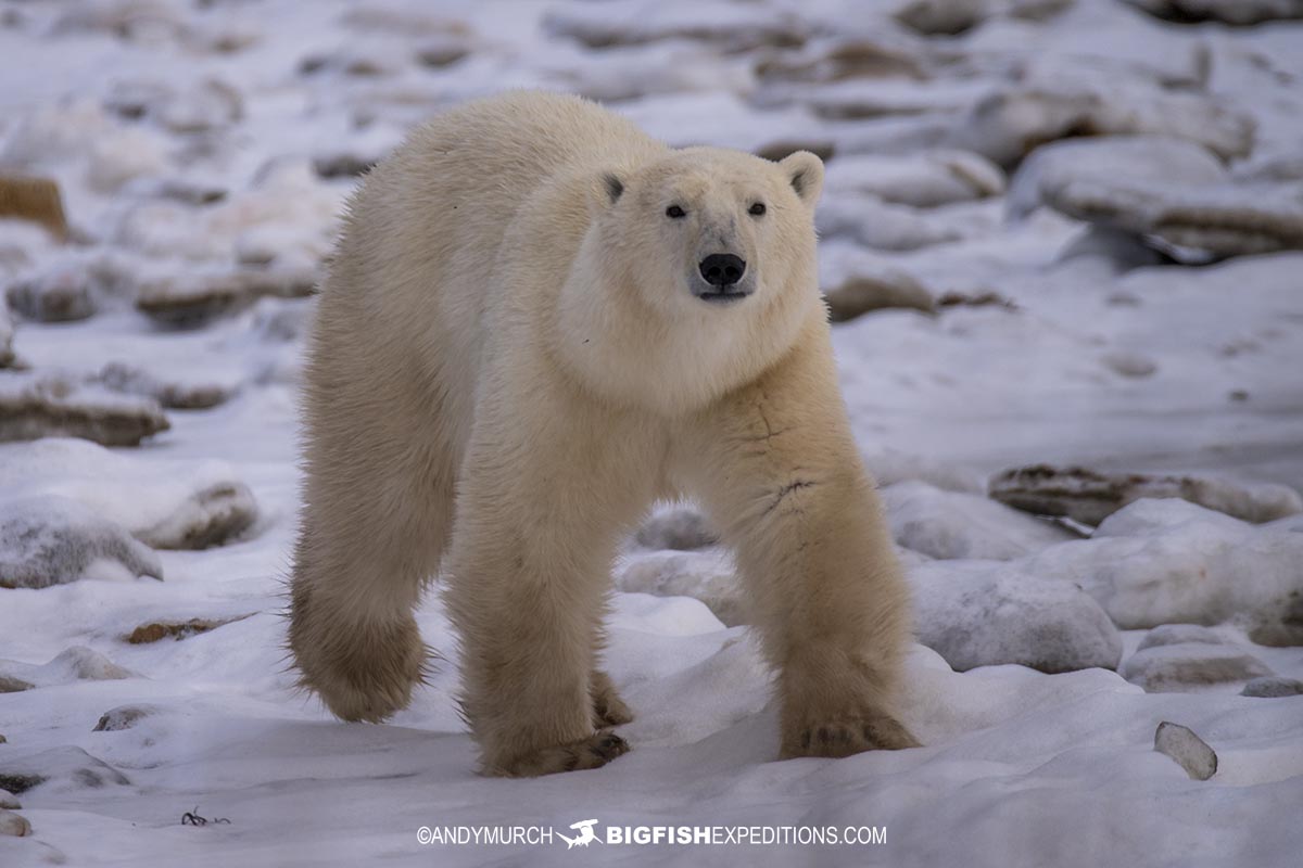 Polar Bear on sea ice. Photography Tour in Churchill.