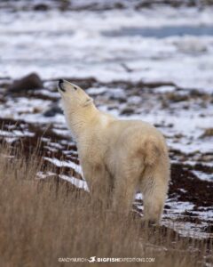 Polar Bear sniffing the wind on our Photography Tour in Churchill.