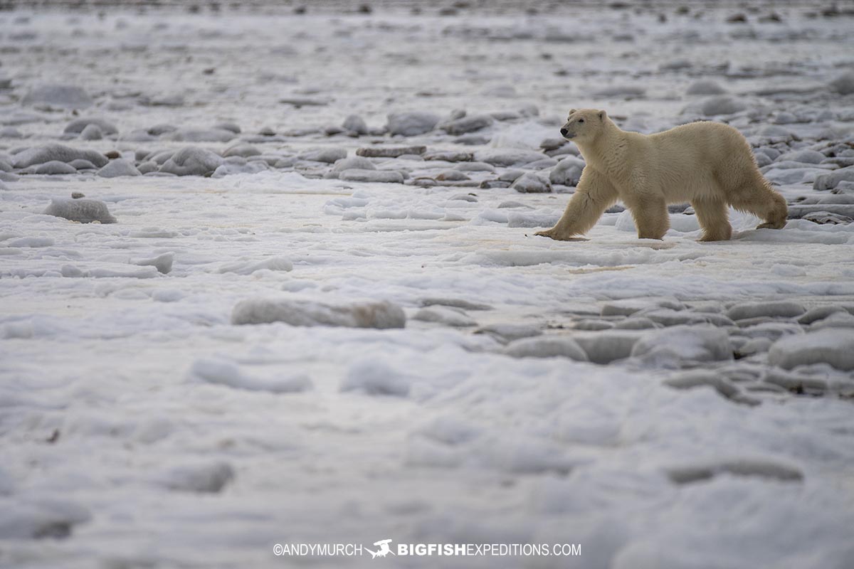 Polar Bear on sea ice. Photography Tour in Churchill.