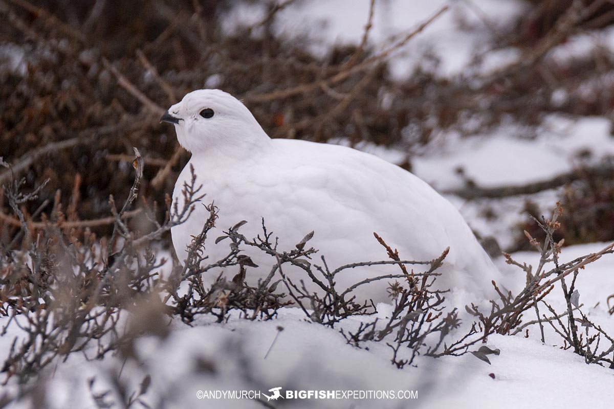 Ptarmigan on the tundra on our Polar Bear Photography Tour in Churchill.