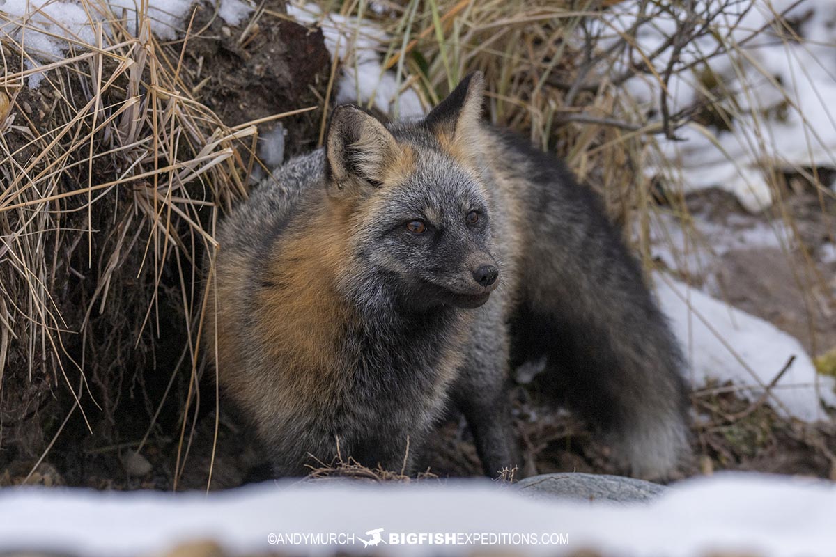 Cross fox on the tundra on our Polar Bear Photography Tour in Churchill.