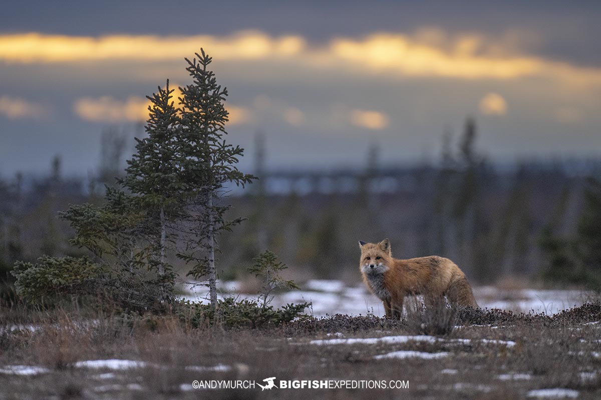 Red fox on the tundra on our Polar Bear Photography Tour in Churchill.