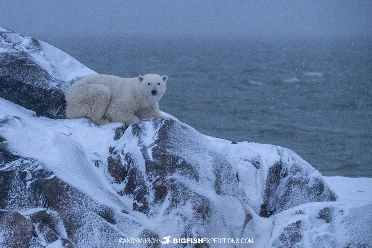 Polar bear sitting on the rocks at Bird Cove near Churchill, Canada.