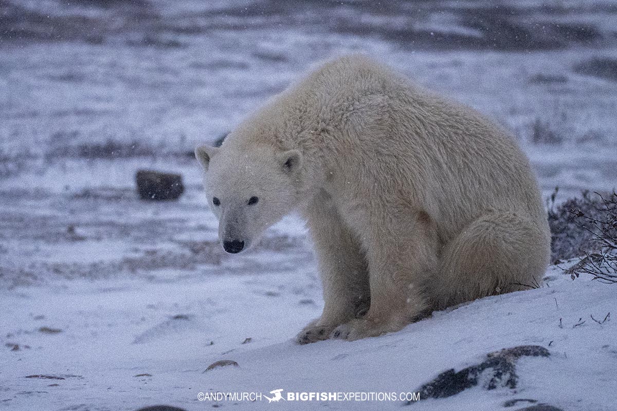 Polar Bear tour in Churchill, Canada.