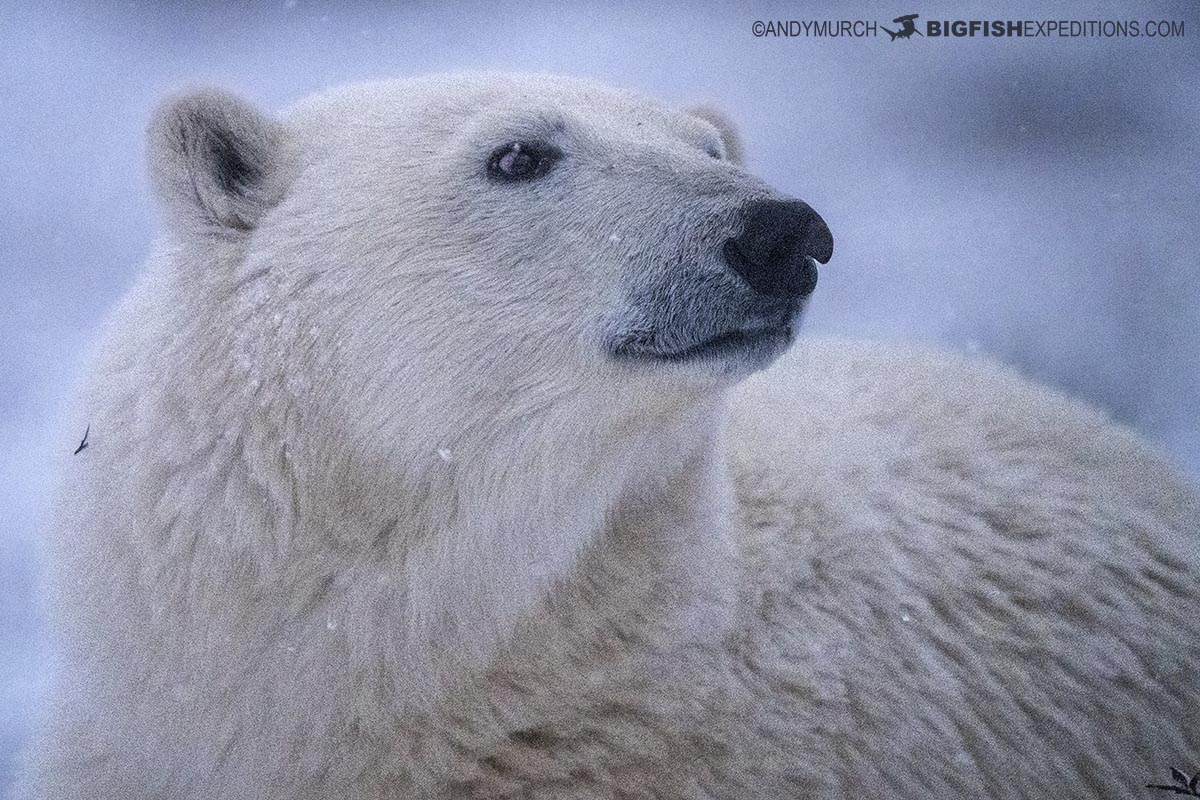 Polar Bear Photography portrait.