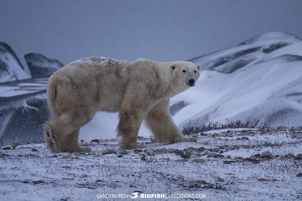 Polar Bears Fighting On The Tundra. 