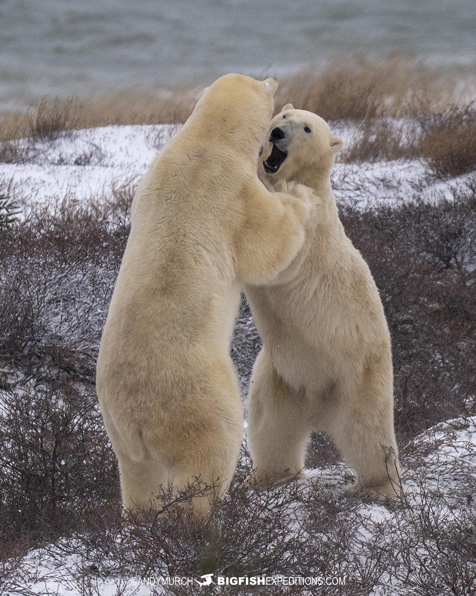 Polar Bears fighting on the tundra near Churchill, Canada.