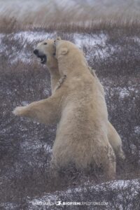 Polar Bears fighting on the tundra near Churchill, Canada.