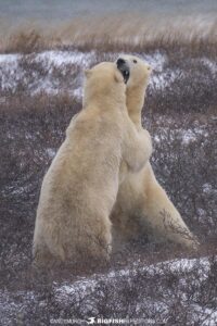 Polar Bears fighting on the tundra near Churchill, Canada.