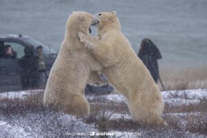 Polar Bears fighting on the tundra near Churchill, Canada.