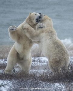 Polar Bears fighting on the tundra near Churchill, Canada.