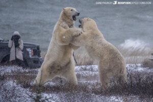 Polar Bears fighting on the tundra near Churchill, Canada.