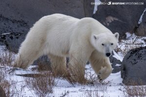 Big Bear Pola near Churchill.