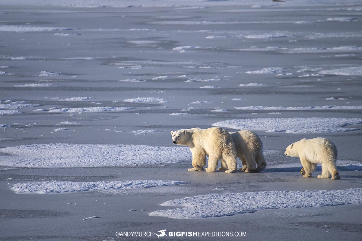 Polar bear mom and cubs on a frozen lake near Churchill, Manitoba.