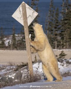 Polar bear pushing a street sign over.