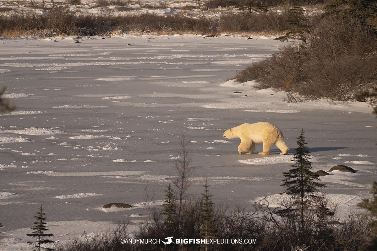 Polar Bear hunting a mom and cubs.