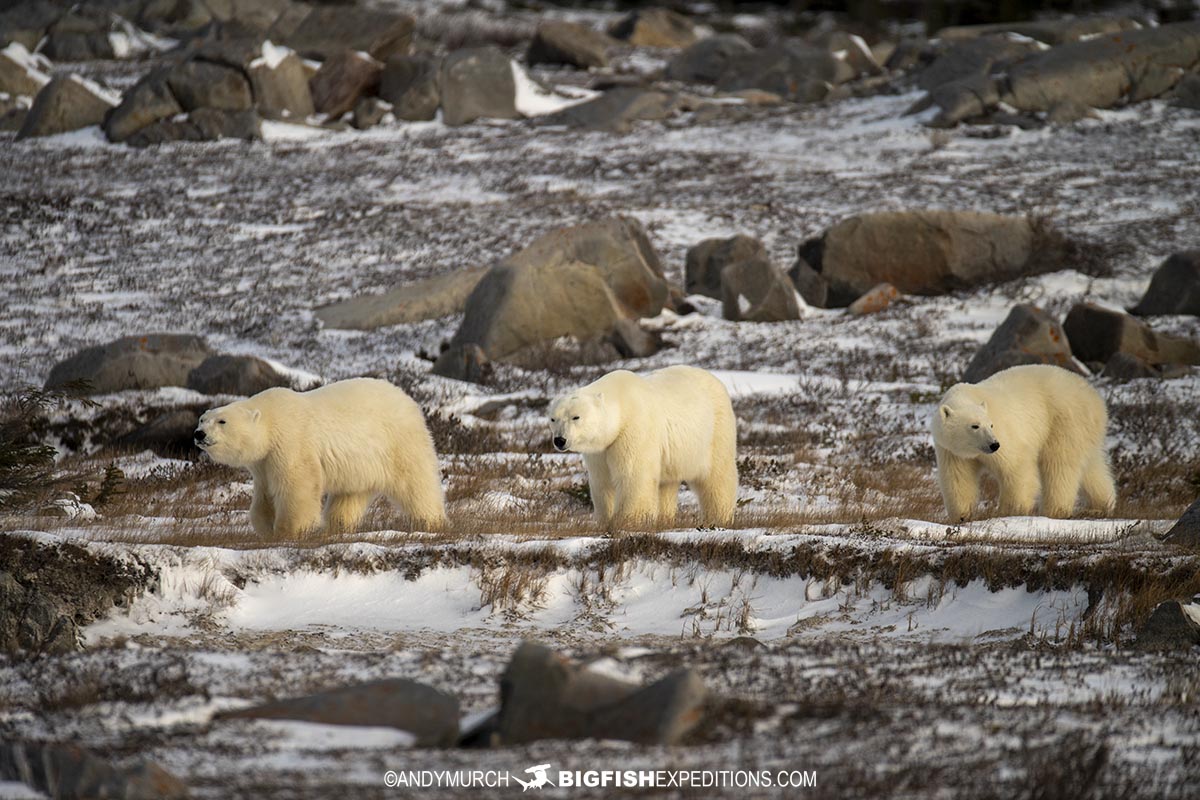 Polar bear mom and cubs in Churchill, Manitoba.