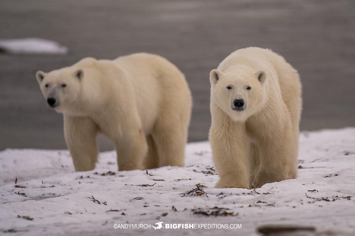 Polar Bears on the shore of Hudson Bay.