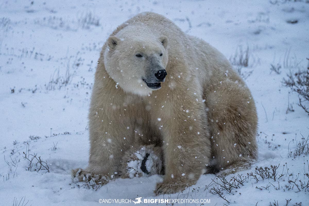 A lone polar bear sitting in the snow.