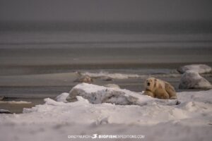 Polar Bear sleeping on an ice shelf near Churchill, Canada.