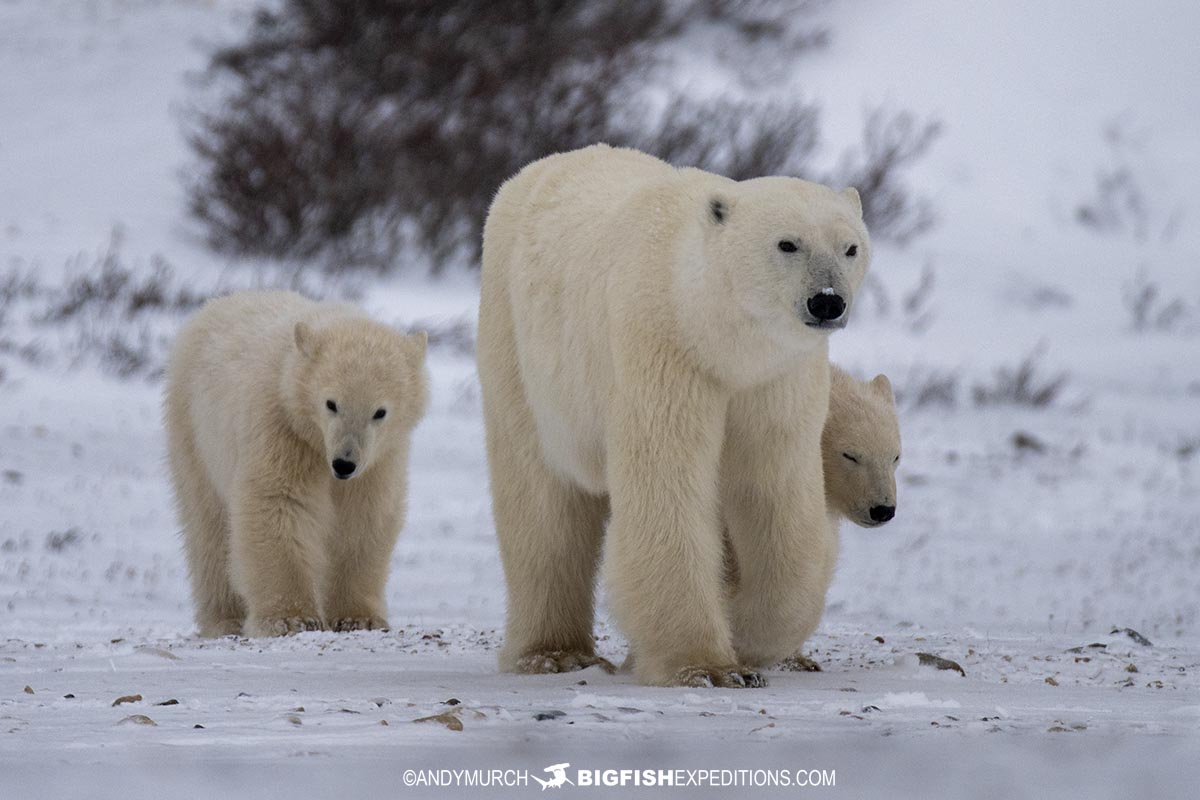 Polar Bear mom and cubs.