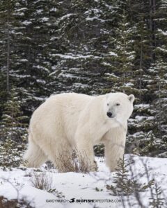 Polar Bear moving through fir trees.