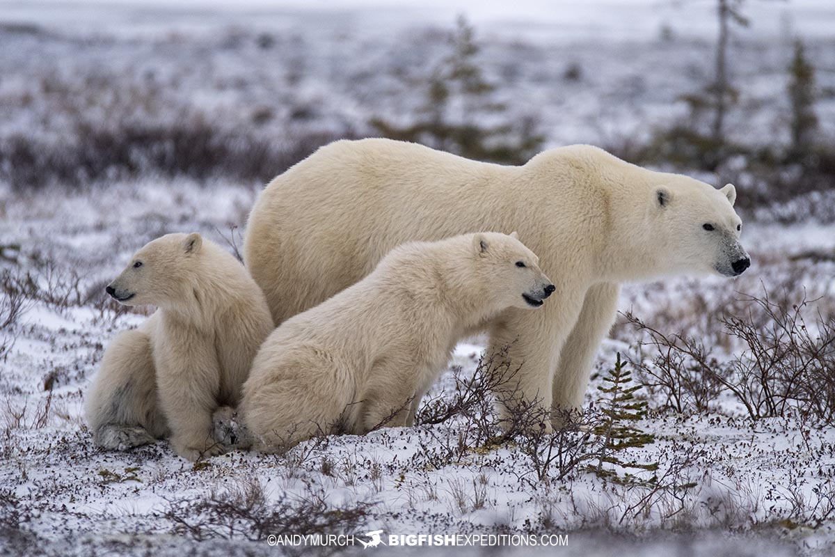 Mom and cubs on our Polar Bear photography tour in Churchill, Canada.