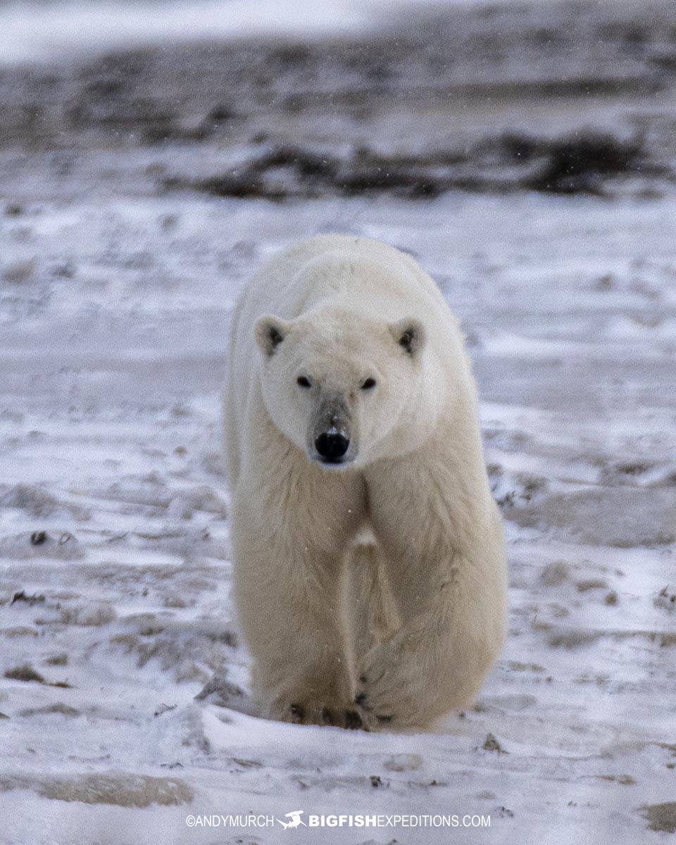 Solo polar bear walking across the ice.