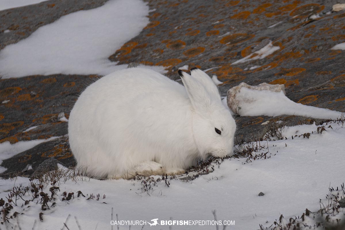 Snow Hare.