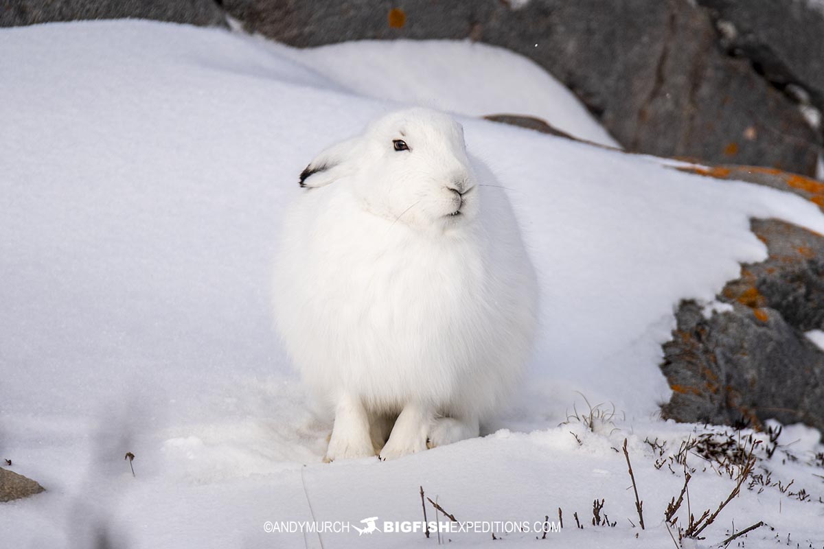 Snow Hare.