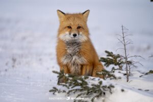 Red fox in the snow on our Polar Bear photography tour in Churchill, Canada.