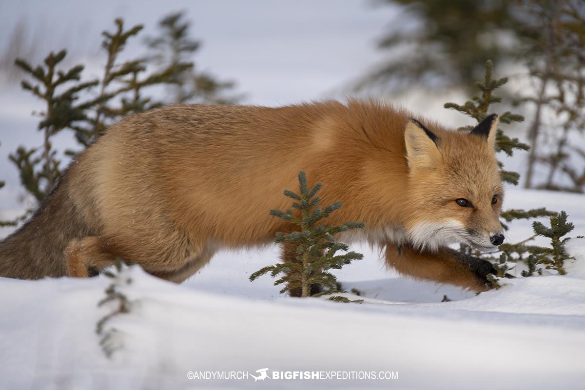 Red fox in the snow on our Polar Bear photography tour in Churchill, Canada.